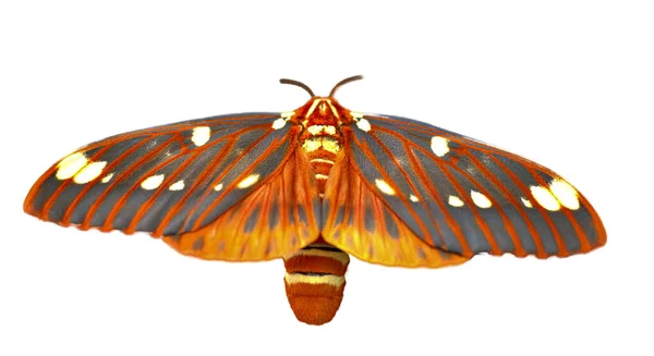 Jasnokolorowe Olbrzymie Ćmy Jedwabne Regal Moth Citheronia Regalis — Zdjęcie stockowe