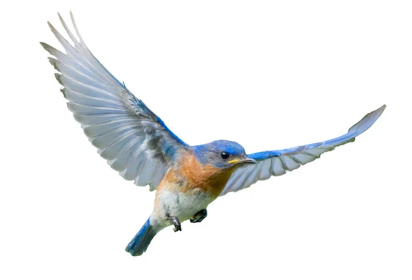 Mannelijke Oostelijke Blauwduif Sialia Sialis Vlucht Met Uitgebreide Vleugel — Stockfoto