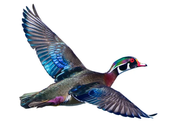 Male Wood Duck Drake Aix Sponsa Flight — Stock Photo, Image