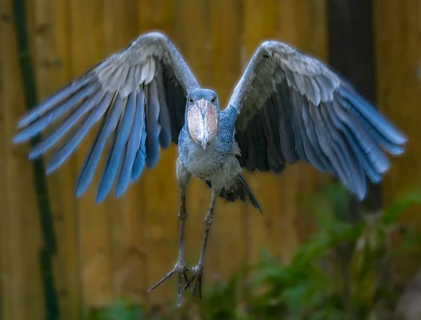 Shoebill Alias Shoe Facturé Cigogne Balaeniceps Rex Vol — Photo