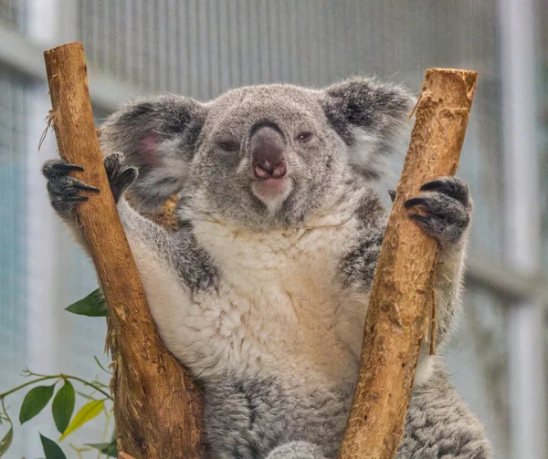 koala or koala bear - Phascolarctos cinereus - is an arboreal herbivorous marsupial native to Australia