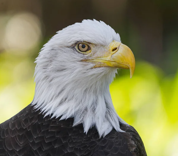 Salvaje Sub Adulto American Bald Eagle Haliaeetus Leucocephalus Retrato Cabeza — Foto de Stock