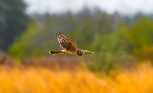 Hembra Harrier Del Norte Circus Cyaneus Vuelo Sobrevolando Prados — Foto de Stock