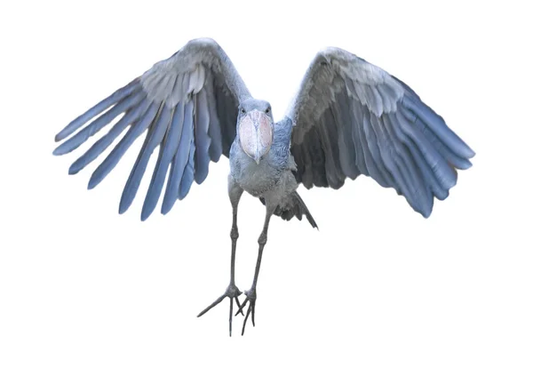Shoebill Aka Shoe Billed Stork Balaeniceps Rex Полете Направлению Камере — стоковое фото