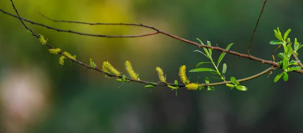 Salix Caroliniana Powszechnie Znana Jako Przybrzeżna Wierzba Zwyczajna Jest Krzewem — Zdjęcie stockowe