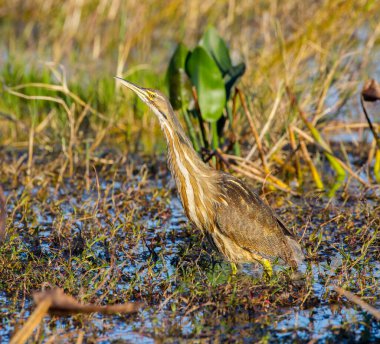 American Bittern - Botaurus mercimeği - kamufle olmuş ve Kuzey Florida bataklığında iyi gizlenmiş..