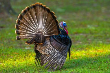 Vahşi erkek Tom Turkey kuyruk tüyleriyle kasıla kasıla yürür, arkadan bakar, çiftleşme mevsimi ayini yapar. Florida Osceola hindisi - Meleagris dörtnala osceola