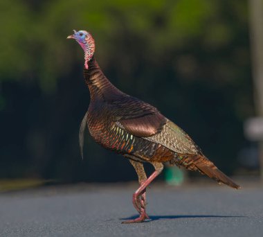 Erkek Tom Turkey karşıdan karşıya geçiyor. Çok renkli yanardağ. Bir bacağı öne doğru hareket ediyor.