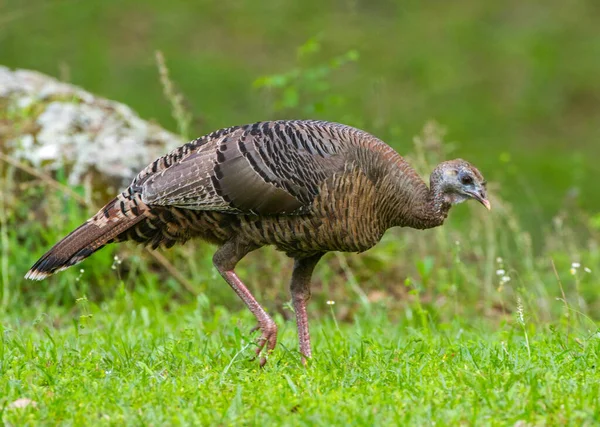 Самка Дикой Индейки Meleagris Gallopavo Osceola Ходить Зеленой Траве Время — стоковое фото