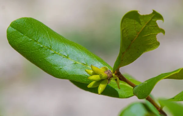 Paw Paw Tree Asimina Obovata Двуцветковая Лапа Яблоко Новыми Фруктами — стоковое фото