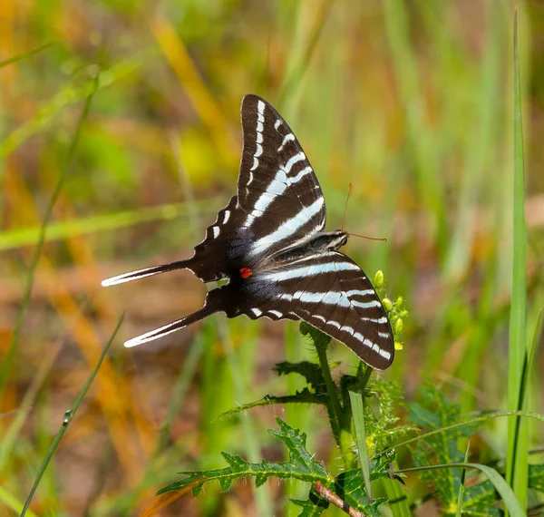 Zebraschwalbenschwanz Schmetterling Protographium Marcellus Perfekte Rückensicht Cnidoscolus Stimulosus — Stockfoto