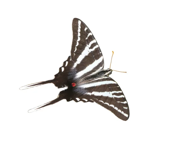 Zebra Jaskółka Motyl Protographium Marcellus Izolowany Wycinek Białym Tle — Zdjęcie stockowe