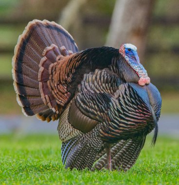 Büyük vahşi, Tom hindi çiftleşme mevsiminde kasıla kasıla yürüyor. Caruncles, Snood, çiftleşme gösterisinin çeşitli renklerinde gıdaklayın. Florida Osceola hindisi - Meleagris dörtnala osceola.