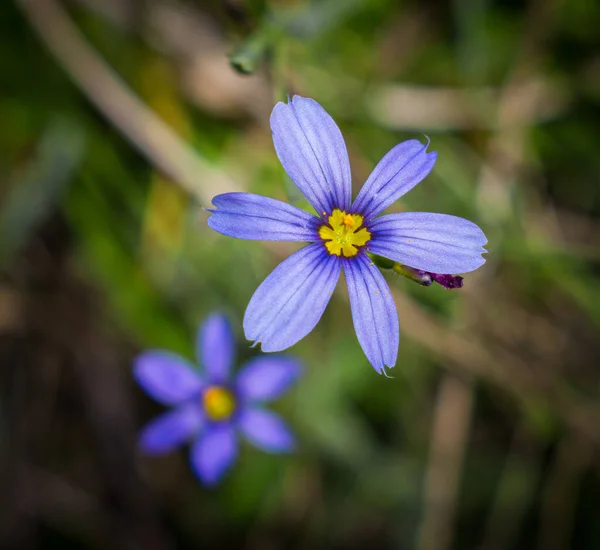 Erba Dagli Occhi Azzurri Sisyrinchium Angustifolium Membro Della Famiglia Dell — Foto Stock