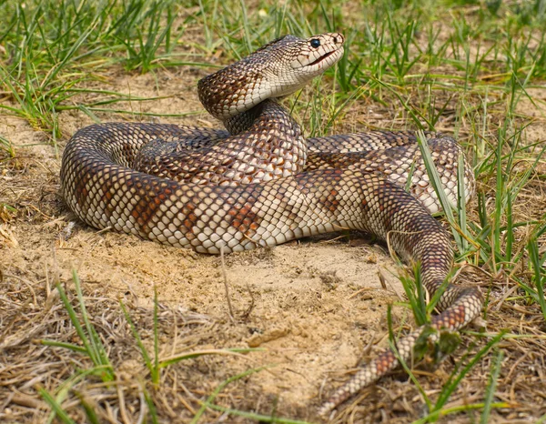 Pituophis Melanoleucus Mugitus Uma Serpente Não Venenosa Família Colubridae Postura — Fotografia de Stock