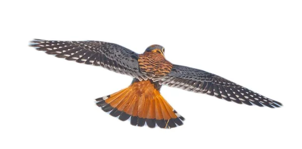 美洲东南部野生雄性雀鸟 猎鹰在飞行中 背向后的视野 有翅膀和尾巴伸展 白色背景的孤立剪枝 — 图库照片