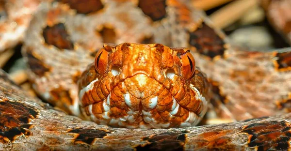Közelkép Vörös Fázisú Carolina Pigmy Vagy Pygmy Csörgőkígyó Sistrurus Miliarius — Stock Fotó