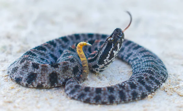 ダスキーピグミーRattlesnake システルス ミリアリウス バーリ 舌で頭の側面のビューアウト ガラガラと黄色の尾を示します — ストック写真