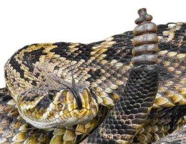 Doğu elmas sırtlı çıngıraklı yılan - crotalus adamanteus - grev pozisyonunda sarmalanmış, dil dışarı ve yukarı, çıngırak başının yanına. Beyaz arkaplanda izole kesme