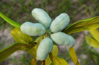 Florida pawpaw meyvesi - asimina obovata - arka bahçedeki bir ağaçta yetişen kuru kum tepesi çalı habitatı. Küçük yaprak döken ağaç büyük, sarımsı yeşil ve kahverengi meyveler üretiyor.