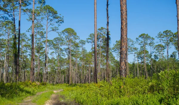 떨어진 소나무 서식지를 지나는 울퉁불퉁 플로리다에서 가재생 — 스톡 사진