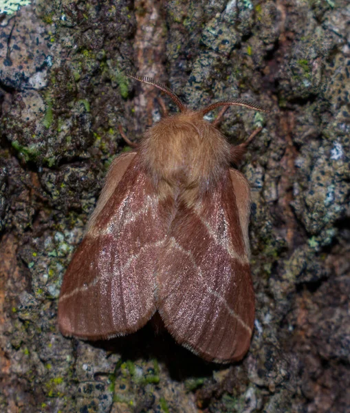Tenda Oriental Feminina Caterpillar Moth Malacosoma Americanum Vista Cima — Fotografia de Stock