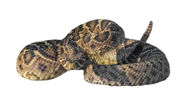 东部的菱形后响尾蛇 盘绕在防御攻击姿态伸出舌头 白色背景的孤立剪枝 — 图库照片