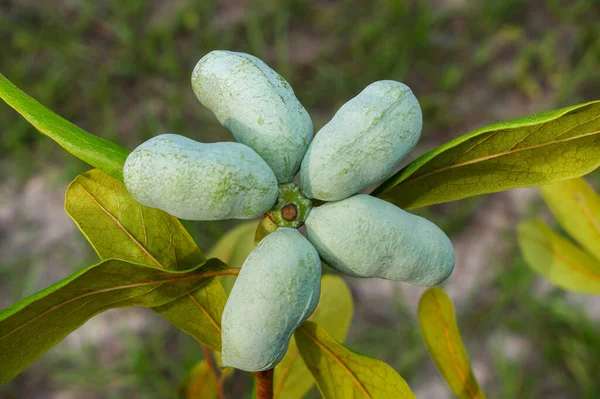 Florida pawpaw meyvesi - asimina obovata - arka bahçedeki bir ağaçta yetişen kuru kum tepesi çalı habitatı. Küçük yaprak döken ağaç büyük, sarımsı yeşil ve kahverengi meyveler üretiyor.