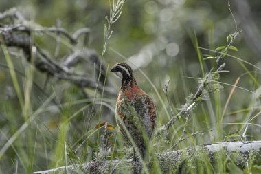 Vahşi Kuzey Bobwhite - Colinus virginianus - erkek yere düşen ağaç dalına tünedi