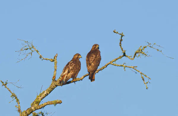 Pair Red Tailed Hawk Buteo Jamaicensis Perched Dead Tree — Stockfoto