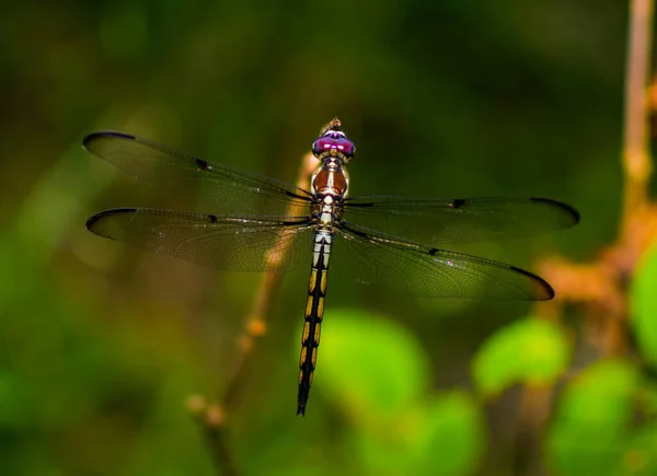 Adult Female Immature Great Blue Skimmer Libellula Vibrans Dragonfly — Photo