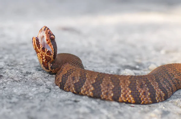 Young Eastern Cottonmouth Snake Aka Water Moccasin Agkistrodon Piscivorus Mouth — Fotografia de Stock