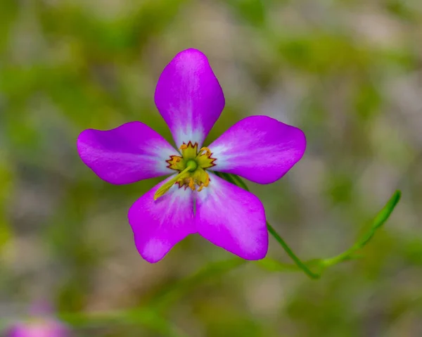 Close Rose Plymouth Sabatia Stellaris One Florida Most Widely Distributed — Stock Photo, Image