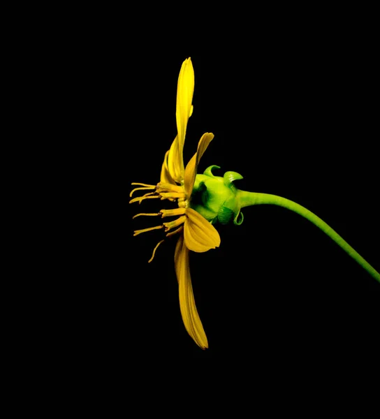 Closeup Side View Aster Flower Silphium Compositum Kidney Leaf Rosinweed — стоковое фото
