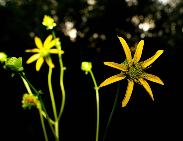 Detailní Záběr Žlutých Astrových Květů Silphium Compositum Ledvinové Listy Rosinweed — Stock fotografie