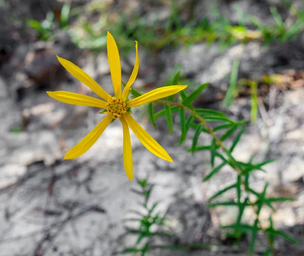 Florida False Sunflower Phoebanthus Grandiflorus Florida Endemic Native Wildflower — Foto Stock