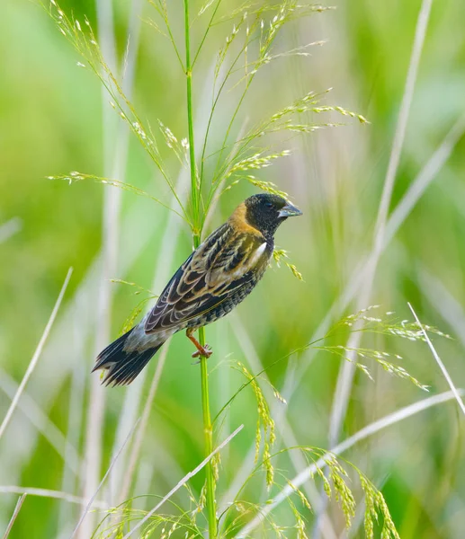 Male Bobolink Dolichonyx Oryzivorus Perched Rice Grass — Stockfoto