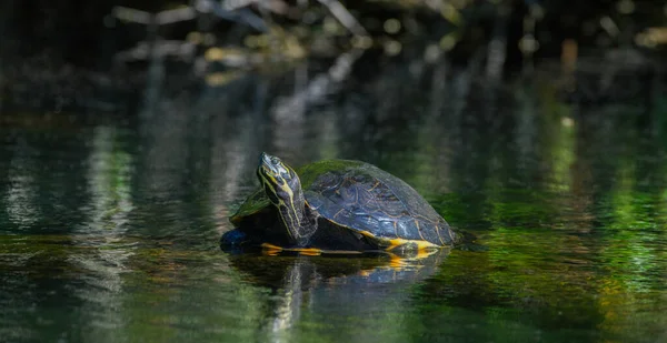 Suwannee Cooter Pseudemys Concinna Suwanniensis Resting Submerged Log — Fotografia de Stock