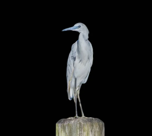 Juvenile Immature Little Blue Heron Egretta Caerulea Wood Pylon Looking — Stok fotoğraf