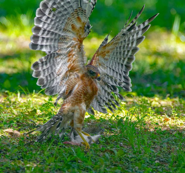 Ястреб Приземляется Восточную Серую Белку Sciurus Carolinensis Землю Красноплечий Ястреб — стоковое фото