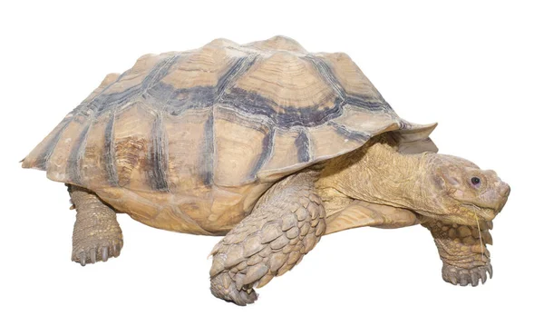 Male African Spurred Thigh Tortoise Also Called Sulcata Tortoise Centrochelys — 图库照片