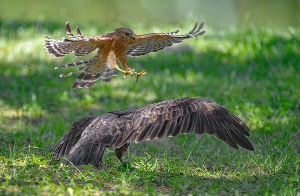 Red shouldered hawk - Buteo lineatus - attack on vulture on the ground.  Yellow talons open and extended forward, wings spread. vulture protecting food on ground