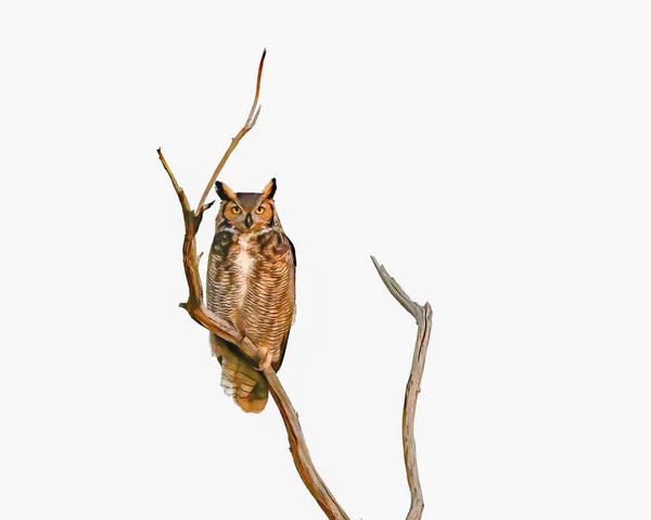 Great Horned Owl Bubo Virginianus Perched Top Dead Tree Snag — Stock Photo, Image