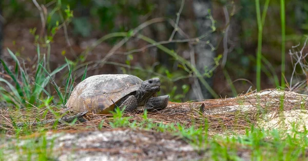 Adult Male Florida Gopher Tortoise Gopherus Polyphemus Waiting Burrow Female — 图库照片