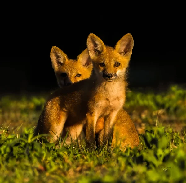 Baby Red Fox Kits Vulpes Vulpes Στο Πρωινό Φως Κοιτάζοντας — Φωτογραφία Αρχείου