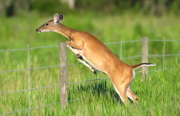 Adult Female White Tailed Deer Odocoileus Virginianus Jumping Barbed Wire — Stock fotografie