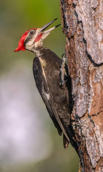 Wilder Ausgewachsener Männlicher Buntspecht Dryocopus Pileatus Ist Ein Großer Überwiegend — Stockfoto