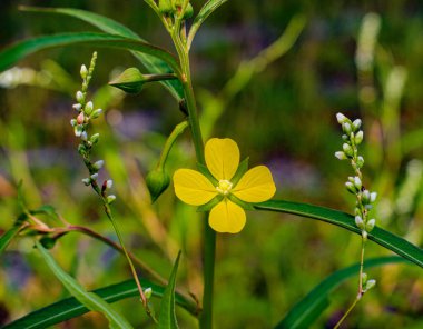 Mexican Primrose Willow - Ludwigia octovalvis - bright yellow flower, bloom or blossom with four petals