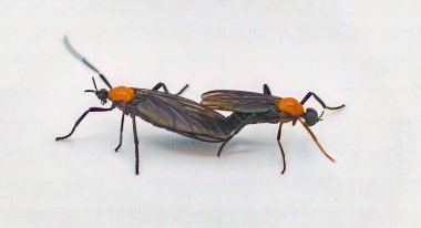 Bir çift çiftleşen Lovebug (Plecia near ctica), Orta Amerika 'nın bazı bölgelerinde ve güneydoğu Amerika Birleşik Devletleri' nde bulunan bir sinek türü.