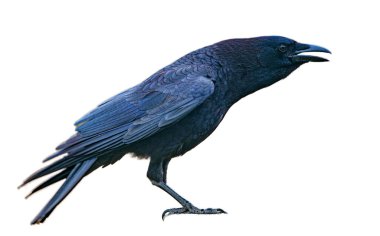 Amerikan kargası, Corvus brachyrhynchos, parlak mavi mor yanardağ beyaz arka planda izole edilmiş. Ağzı açık durarak, caw, çağrı